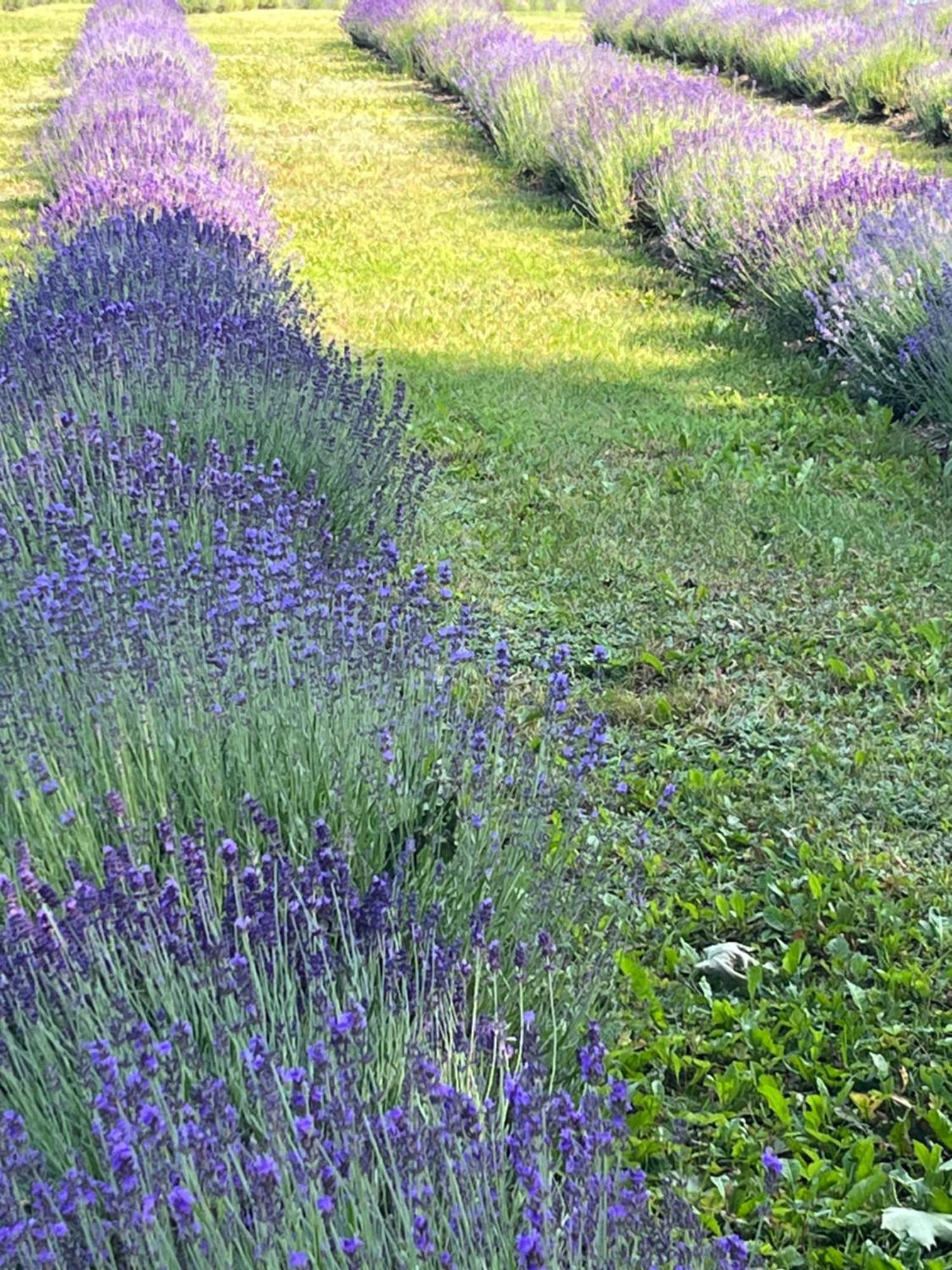 Lavender Village Kiemeliai Eksteriør bilde