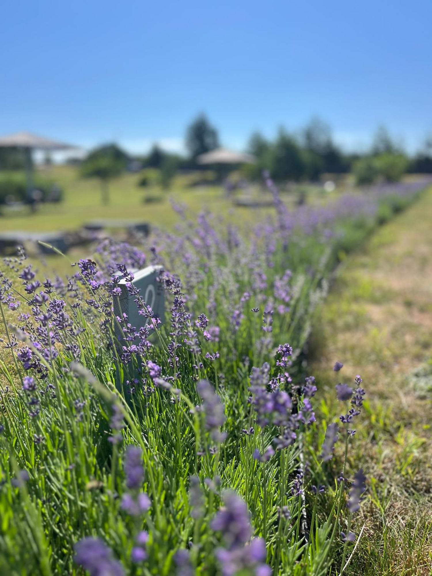Lavender Village Kiemeliai Eksteriør bilde
