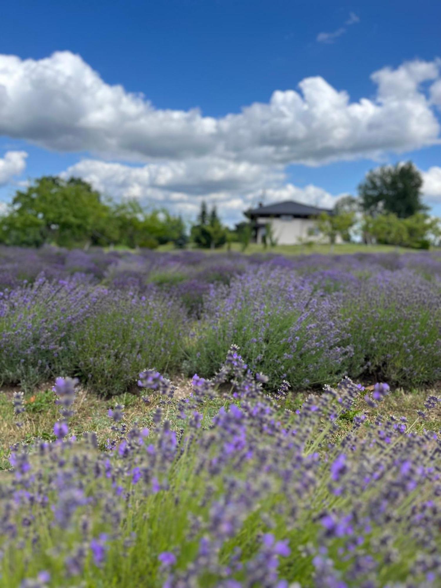 Lavender Village Kiemeliai Eksteriør bilde