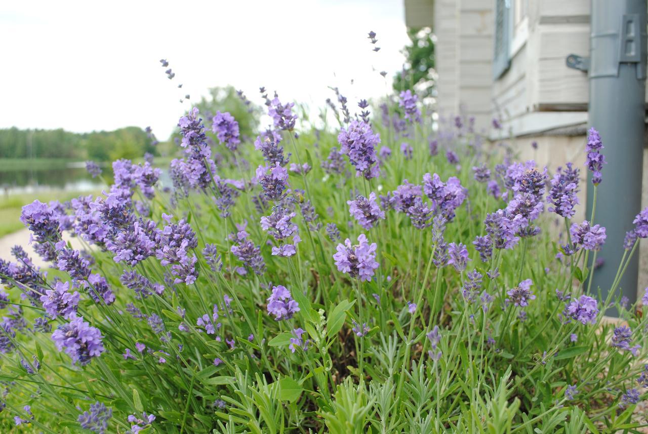 Lavender Village Kiemeliai Eksteriør bilde