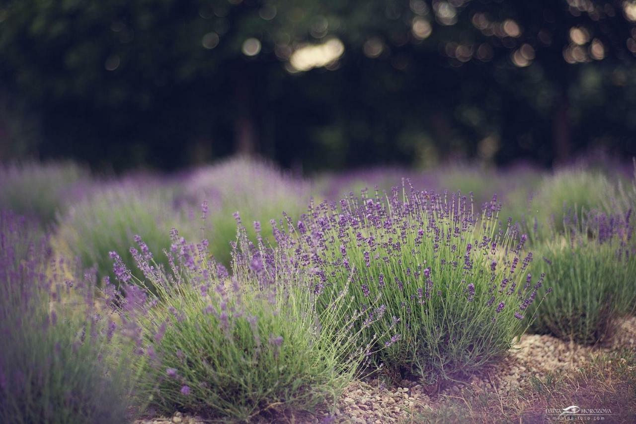 Lavender Village Kiemeliai Eksteriør bilde